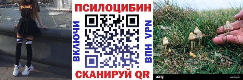 Псилоцибиновые грибы Psilocybine cubensis Верещагино
